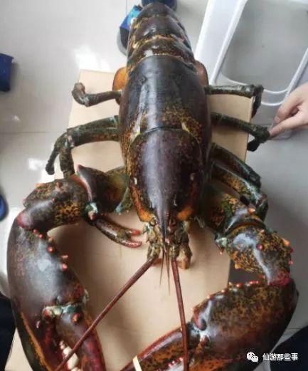 爆料龙虾做法视频,视频爆料教你轻松在家烹饪美味龙虾 第2张 爆料龙虾做法视频,视频爆料教你轻松在家烹饪美味龙虾 第2张