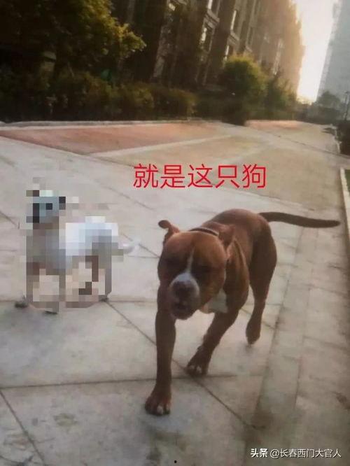 全国大狗爆料视频在线观看,揭秘网络热点背后的真相  第2张