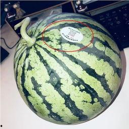 宾阳网红吃瓜,揭秘网络热点背后的故事  第1张