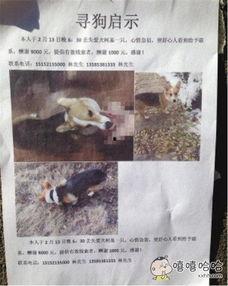 野狗爆料饺子视频,揭秘幕后真相与精彩瞬间