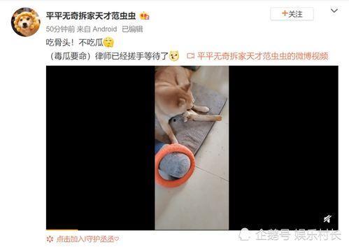 网红啃骨头爆料视频播放,揭秘幕后故事与播放量背后的秘密