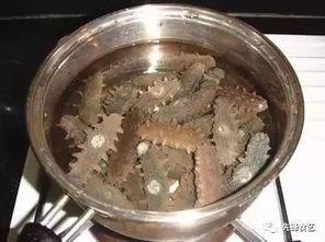 海参厨师爆料视频,海参烹饪背后的秘密与技巧