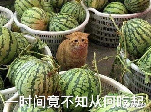 最新爆料吃瓜视频大全,揭秘娱乐圈幕后真相  第2张