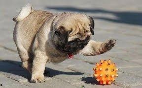 巴哥最新爆料视频,揭秘娱乐圈惊人内幕!  第2张 巴哥最新爆料视频,揭秘娱乐圈惊人内幕!  第2张