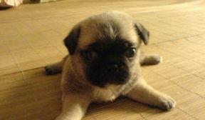 巴哥最新爆料视频,揭秘娱乐圈惊人内幕!  第3张 巴哥最新爆料视频,揭秘娱乐圈惊人内幕!  第3张