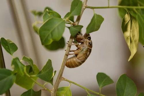 薄荷爆料燕子全过程视频  第2张