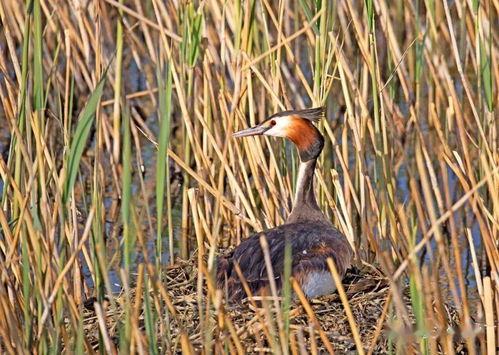 薄荷爆料燕子全过程视频  第3张