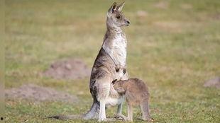 爆料袋鼠妈妈视频大全播放,温馨瞬间，育儿知识一网打尽  第1张