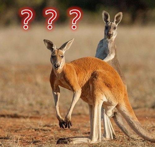 爆料袋鼠妈妈视频大全播放,温馨瞬间，育儿知识一网打尽  第2张