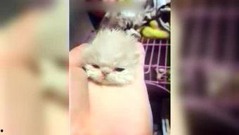 呆妹娱乐吃瓜视频大全免费观看,免费畅享吃瓜盛宴,笑料横生视频大全 第3张 呆妹娱乐吃瓜视频大全免费观看,免费畅享吃瓜盛宴,笑料横生视频大全 第3张