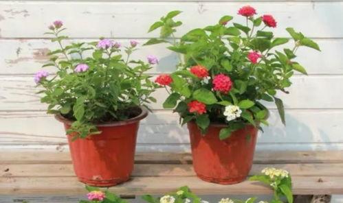 小梅母女最新爆料视频大全,揭秘幕后真相  第3张