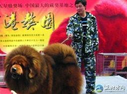 藏獒先生爆料了吗视频,揭秘视频背后的惊人真相