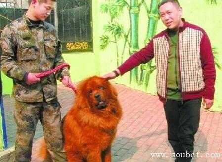 藏獒先生爆料了吗视频,揭秘视频背后的惊人真相 第3张 藏獒先生爆料了吗视频,揭秘视频背后的惊人真相 第3张