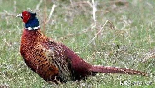 山鸡鱼爆料小南瓜视频,揭秘娱乐圈幕后故事