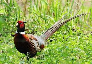 山鸡鱼爆料小南瓜视频,揭秘娱乐圈幕后故事  第2张