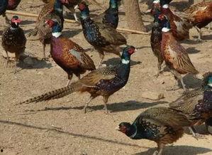 山鸡鱼爆料小南瓜视频,揭秘娱乐圈幕后故事  第3张