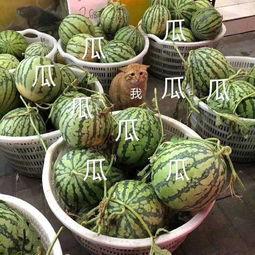 全娱乐吃瓜,揭秘娱乐圈背后的那些事儿  第2张